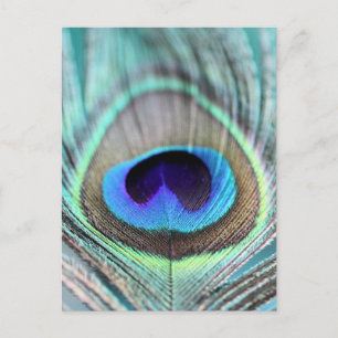 Peacock Feather Briefkaart