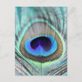 Peacock Feather Briefkaart (Voorkant)