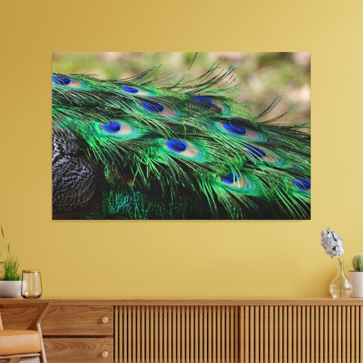 Peacock Feather Canvas Afdruk (Insitu (Woonkamer))