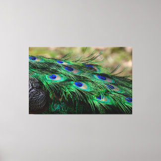 Peacock Feather Canvas Afdruk