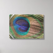 Peacock Feather Canvas Print (Voorkant)