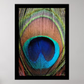 Peacock Feather Close-up Poster (Voorkant)