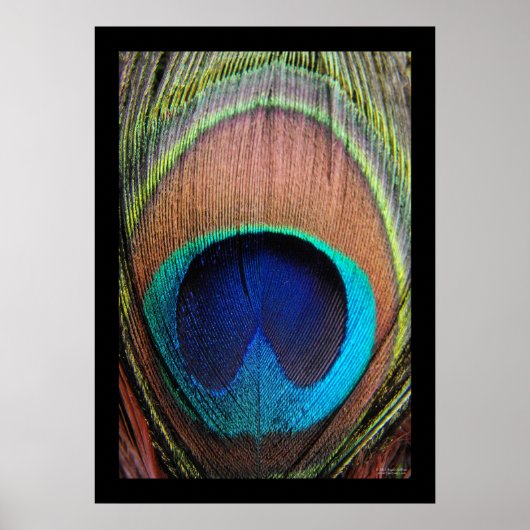 Peacock Feather Close-up Poster (Voorkant)