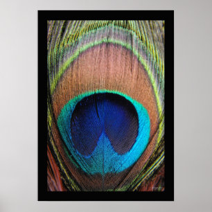 Peacock Feather Close-up Poster