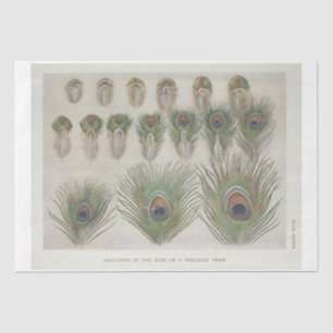 Peacock Feather Ephemera-ontkoppeling Tissuepapier