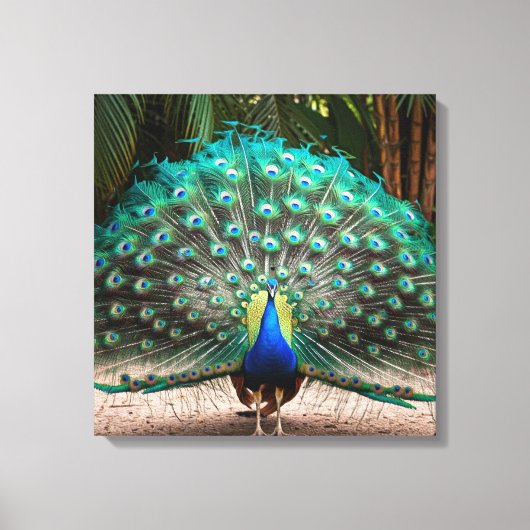 Peacock Feather Fanning Canvas Afdruk (Voorkant)
