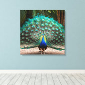 Peacock Feather Fanning Canvas Afdruk (Insitu (Houten vloer))