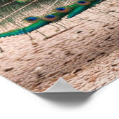 Peacock Feather Fanning Poster (Hoek)