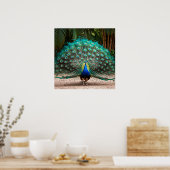Peacock Feather Fanning Poster (Keuken)