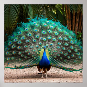 Peacock Feather Fanning Poster
