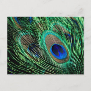 Peacock Feather Lucky Briefkaart
