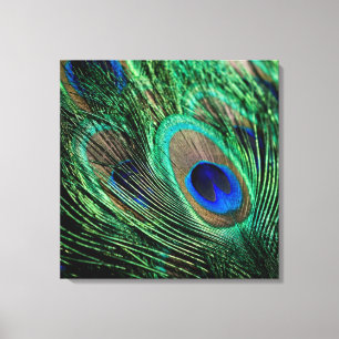 Peacock Feather Lucky Canvas Afdruk