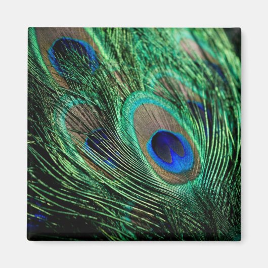Peacock Feather Lucky Magneet (Voorkant)