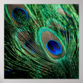 Peacock Feather Lucky Poster (Voorkant)