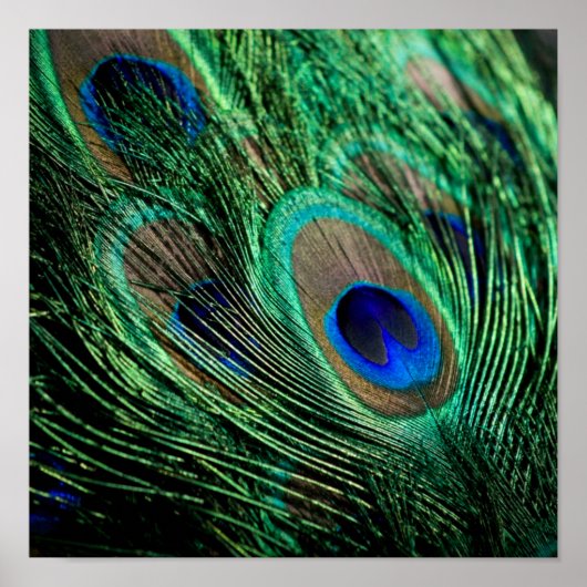 Peacock Feather Lucky Poster (Voorkant)