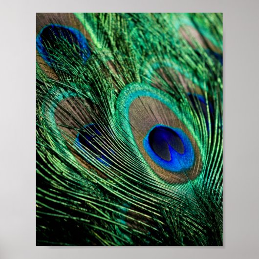 Peacock Feather Lucky Poster (Voorkant)