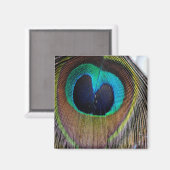 Peacock Feather Magnet (Voorkant / Achterkant)