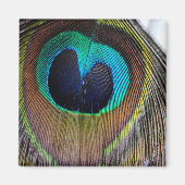 Peacock Feather Magnet (Voorkant)