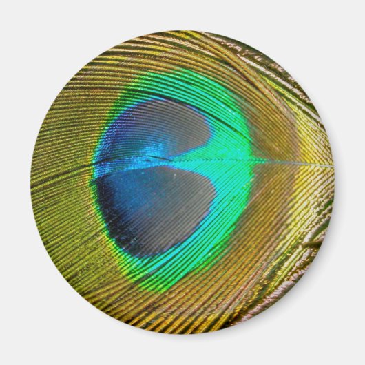Peacock Feather Magnet (Voorkant)