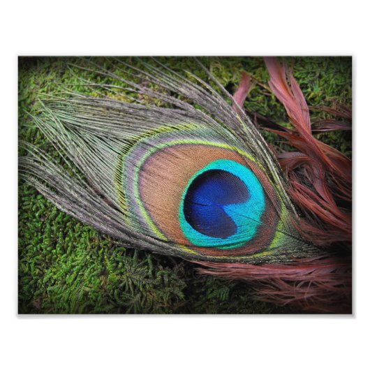 Peacock Feather on Green Moss Phototography Print Foto Afdruk (Voorkant)