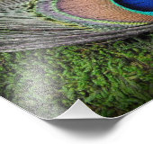 Peacock Feather on Green Moss Phototography Print Foto Afdruk (Hoek)