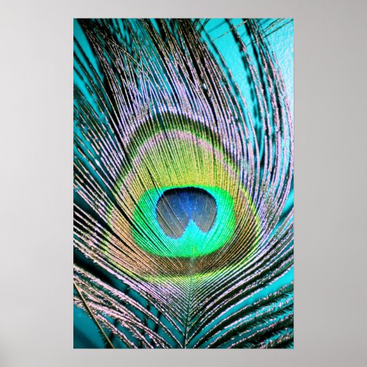 Peacock Feather op Turquoise Poster (Voorkant)