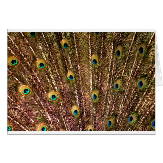 Peacock Feather Pattern (Voorkant Horizontaal)