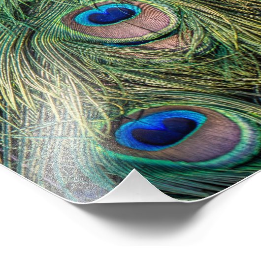 Peacock Feather Pattern Foto Afdruk (Hoek)