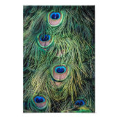 Peacock Feather Pattern Foto Afdruk (Voorkant)