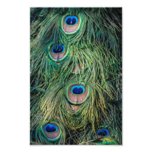 Peacock Feather Pattern Foto Afdruk