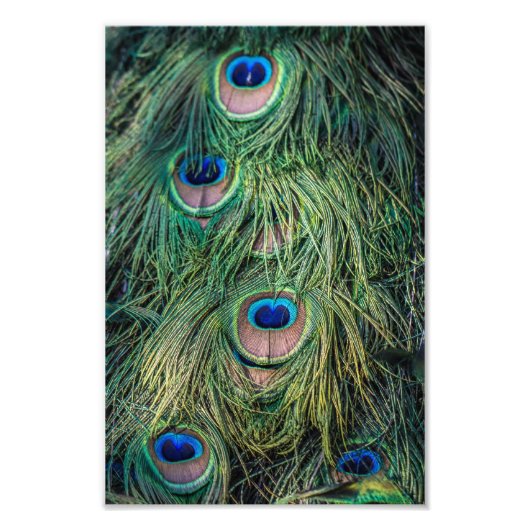 Peacock Feather Pattern Foto Afdruk (Voorkant)
