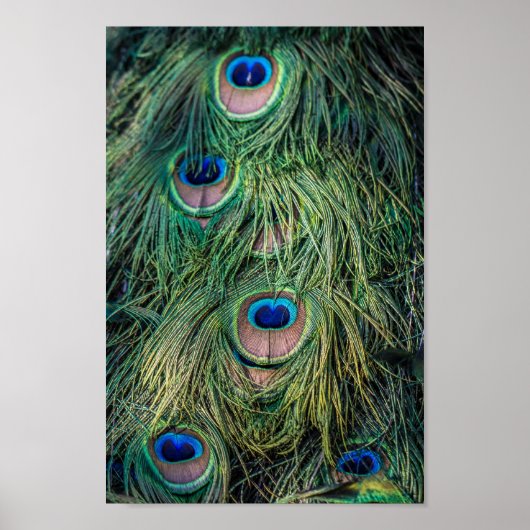 Peacock Feather Pattern Poster (Voorkant)