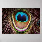 Peacock Feather Poster (Voorkant)
