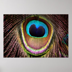 Peacock Feather Poster