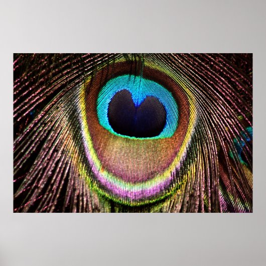 Peacock Feather Poster (Voorkant)