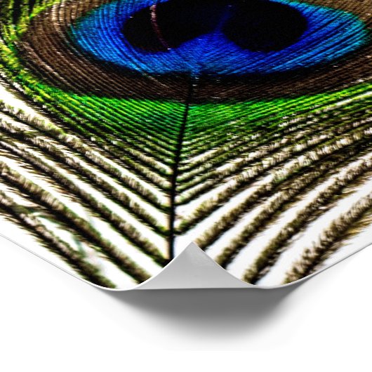 Peacock Feather Poster (Hoek)