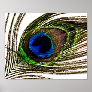 Peacock Feather Poster