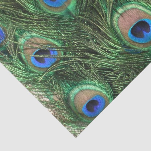 Peacock Feather Tissuepapier (Detail)