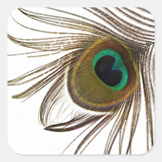  Peacock Feather     Vierkante Sticker (Voorkant)