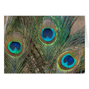Peacock Feather Wedding