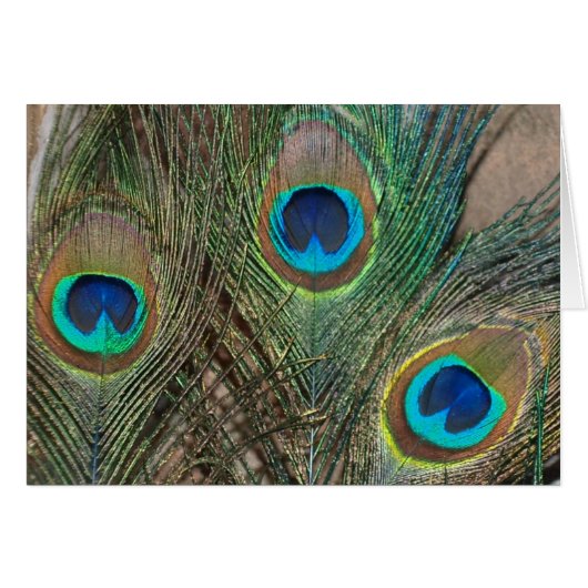 Peacock Feather Wedding (Voorkant Horizontaal)