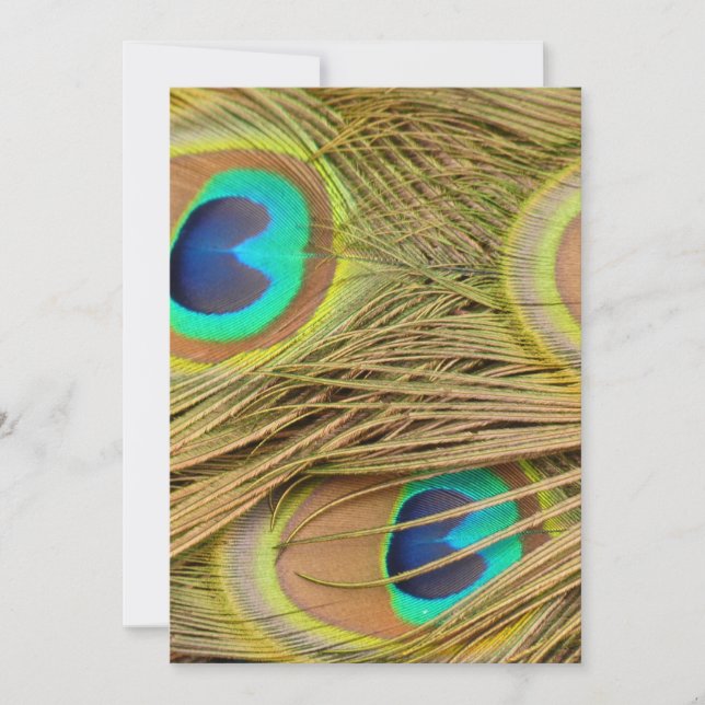 Peacock Feathers (Voorkant)