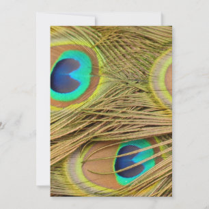Peacock Feathers