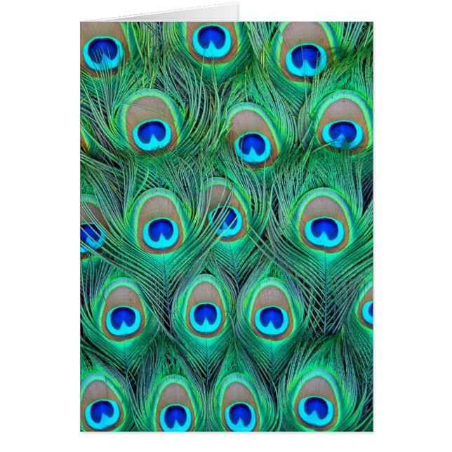 Peacock Feathers (Voorkant)