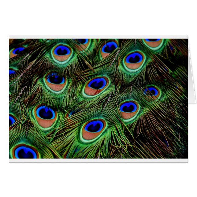 Peacock Feathers (Voorkant Horizontaal)