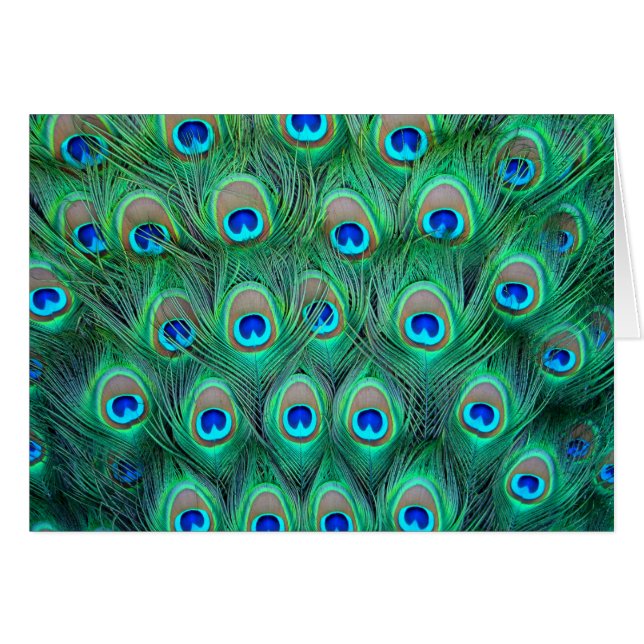 Peacock Feathers (Voorkant Horizontaal)