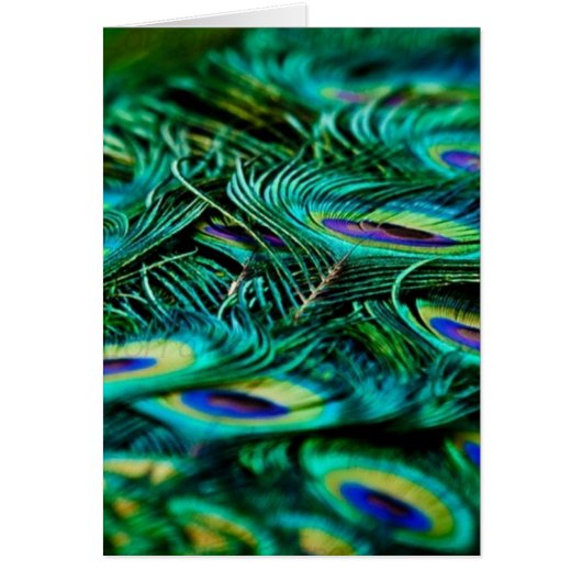 Peacock Feathers (Voorkant)