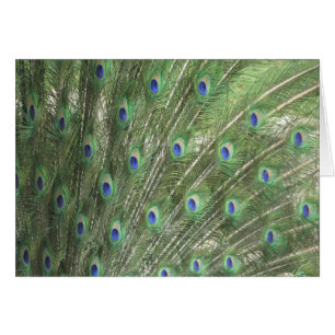 Peacock Feathers