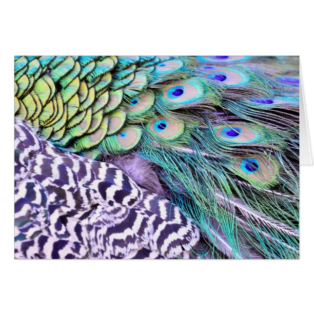 Peacock Feathers (Voorkant Horizontaal)