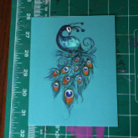 Peacock Feathers Blauwgroen Peacocks